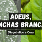 Close-up de uma folha coberta por oídio, um fungo que causa manchas brancas nas plantas e que se parece com um pó de talco.