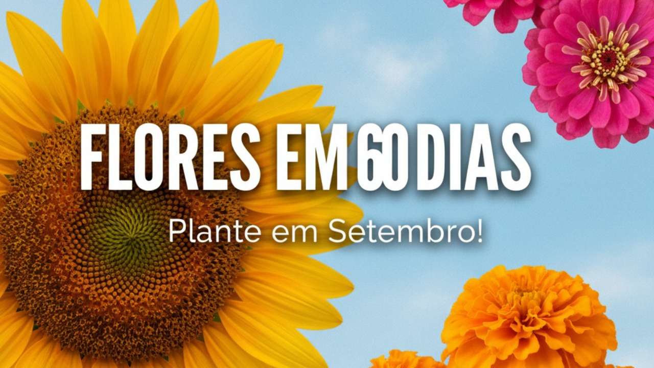 3 flores: um grande Girassol à esquerda, uma Zínia rosa no canto superior direito e uma Tagete laranja no canto inferior direito.