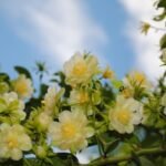 Flores brancas e amarelas em galhos de planta Ora-pro-nobis