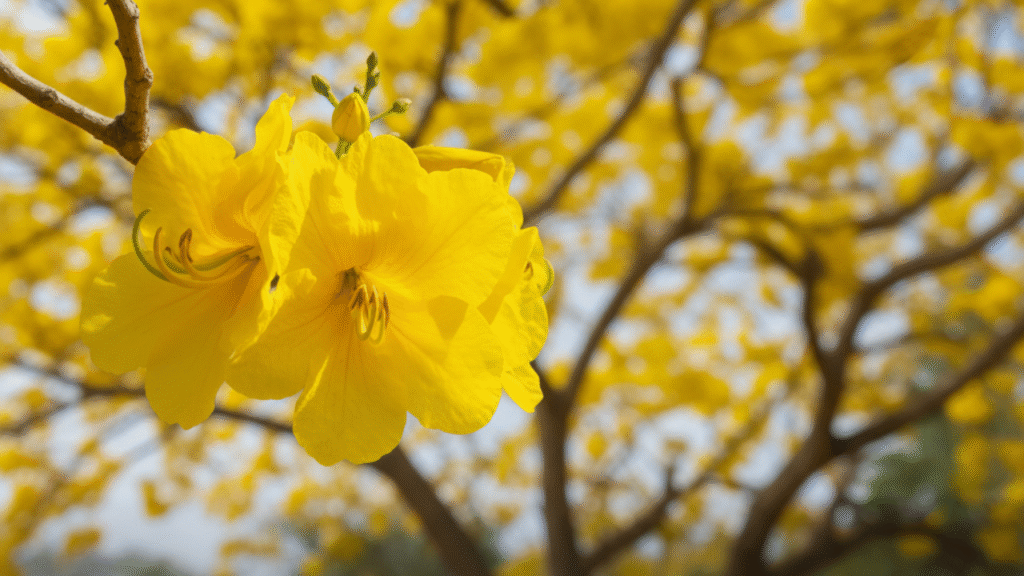 Imagem de uma grande árvore Ipê amarelo, símbolo do Brasil, completamente coberta de flores amarelas em um dia de céu azul.