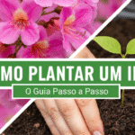 Thumbnail do artigo sobre como plantar uma árvore Ipê, com uma imagem de flores e outra de uma muda sendo plantada.