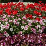 Um canteiro de jardim cheio de flores da primavera, incluindo Sálvias, Begônias e Ageratos, mostrando um exemplo de um jardim bem-sucedido.