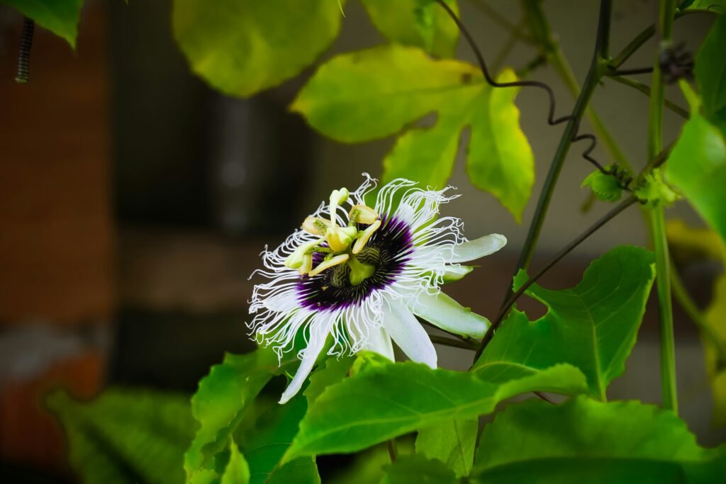 Flor do maracujá em destaque no pé — exemplo de como plantar maracujá