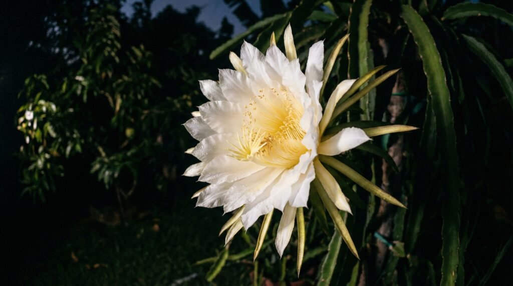Como plantar Pitaia. Close-up da flor da pitaia, uma flor grande e branca que abre por apenas uma noite e é um espetáculo do cultivo.
